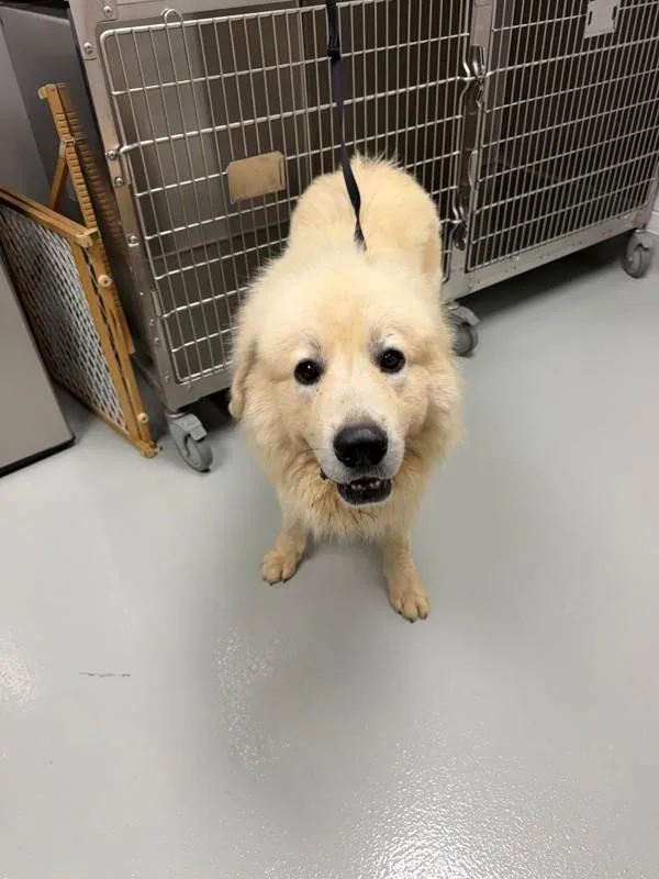 An adult large-sized female Great Pyrenees dog named Ic Petal for adoption in Lawrenceville, GA