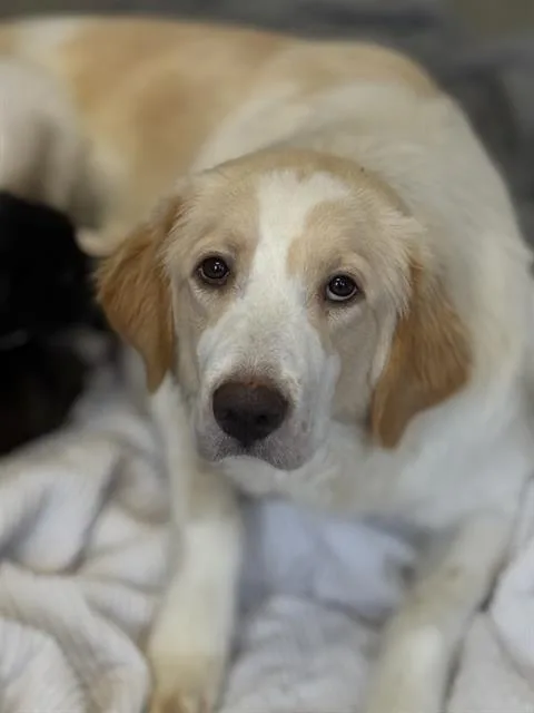 An adult large-sized female Mixed Breed dog named Estella for adoption in Dallas, TX