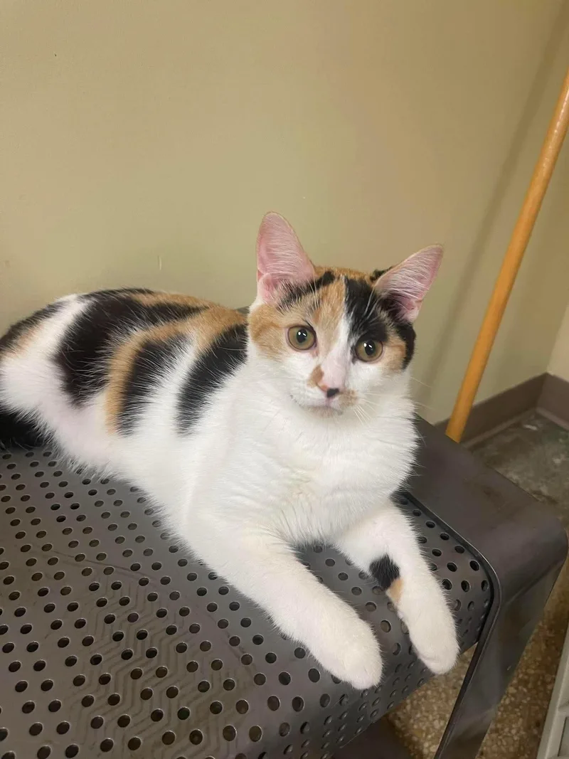 A young medium-sized female Calico cat named Alysa Mewu for adoption in Baltimore, MD