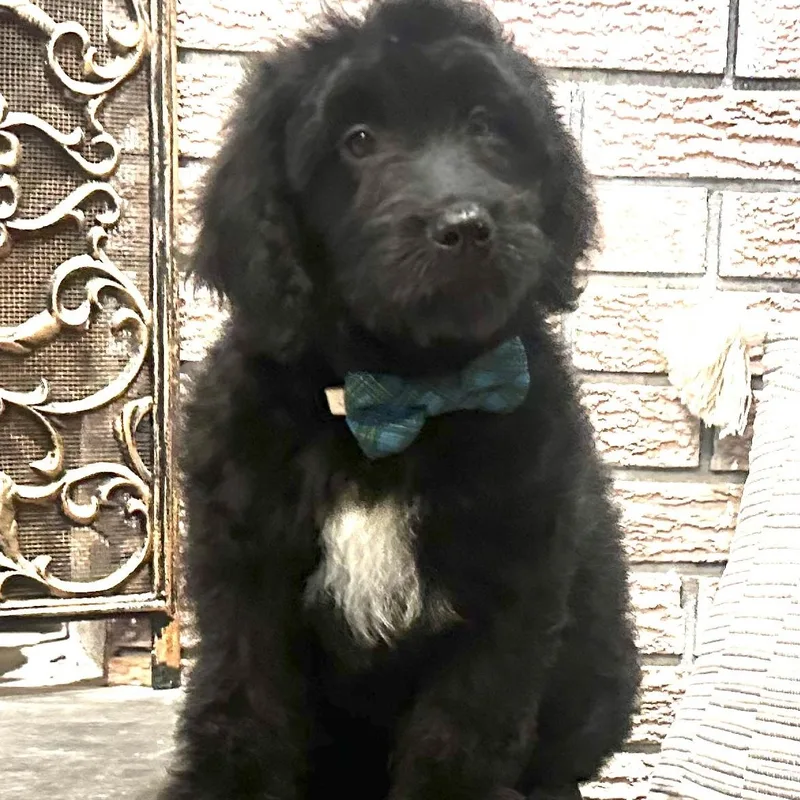 A baby medium-sized male Black Goldendoodle dog named Baby Branson for adoption in Wrightstown, NJ