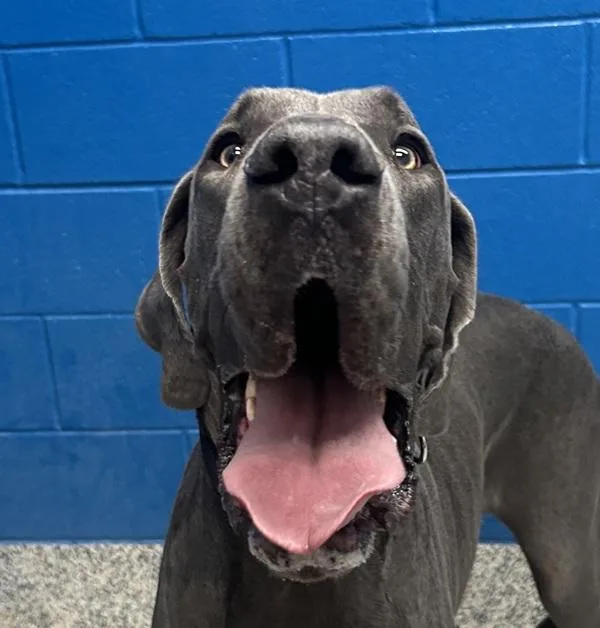 An adult extra large-sized male Great Dane dog named Axle for adoption in Golden, CO