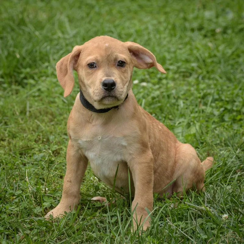 A baby medium-sized male Yellow / Tan / Blond / Fawn Hound dog named Brodie for adoption in Lambertville, NJ