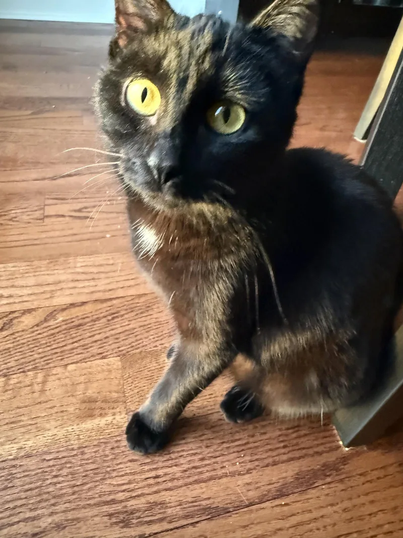 An adult medium-sized female Black Domestic Short Hair cat named Betty Boop for adoption in Wheaton, IL