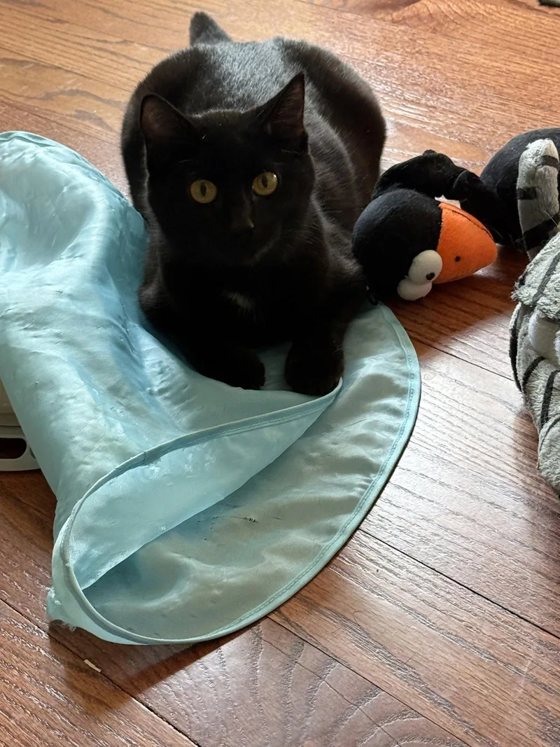 Betty Boop thumbnail 2