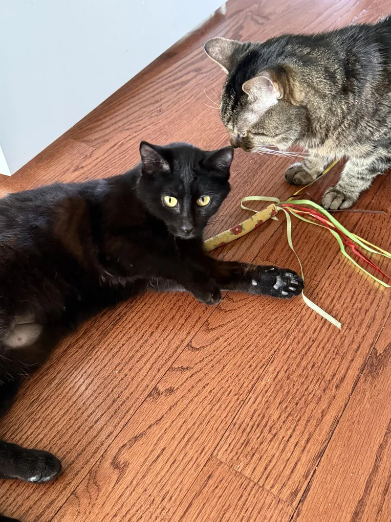 Betty Boop thumbnail 3