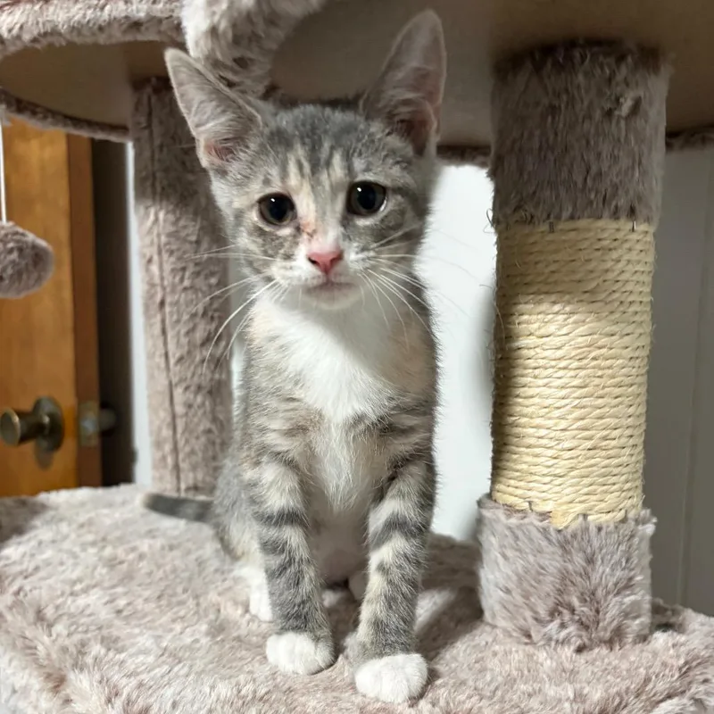 A baby small-sized female Gray / Blue / Silver Domestic Short Hair cat named Montreal for adoption in Irwin, PA