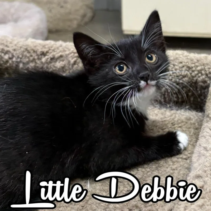 A baby small-sized female Domestic Short Hair cat named Little Debbie for adoption in Hillsboro, OH