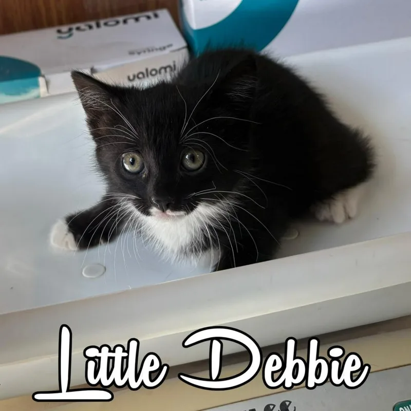 Little Debbie thumbnail 2