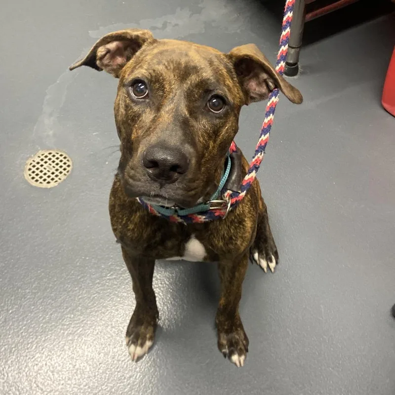 A young medium-sized female Brindle Mixed Breed dog named Sniffany for adoption in Allentown, PA