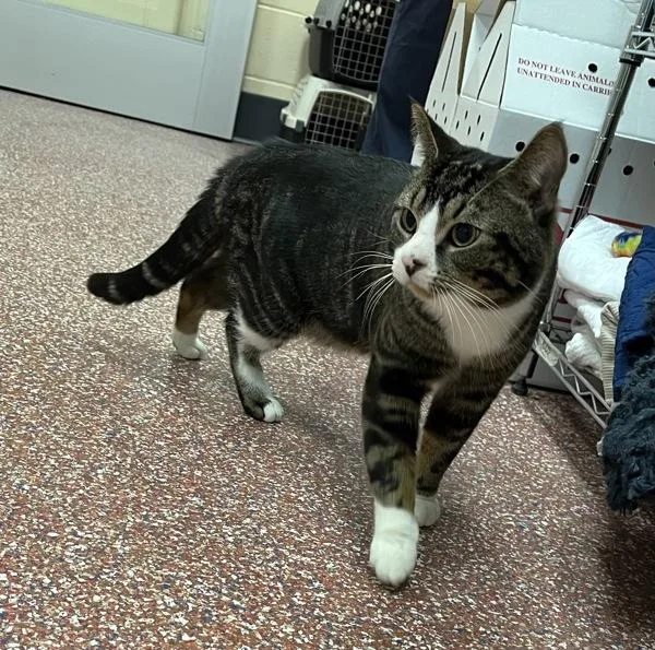 An adult medium-sized male Domestic Short Hair cat named Kylo for adoption in Stratham, NH