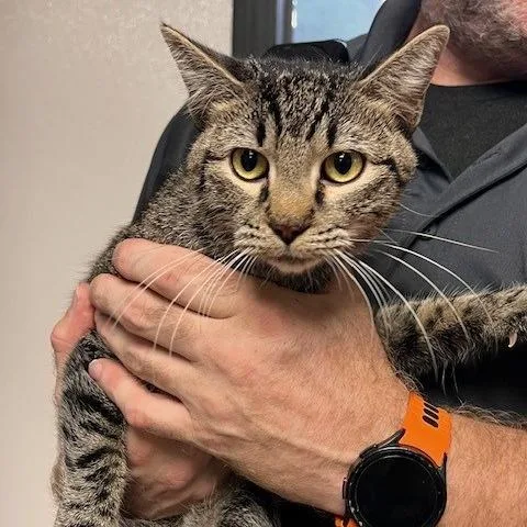 A young medium-sized male Domestic Short Hair cat named West for adoption in Bartlett, TN