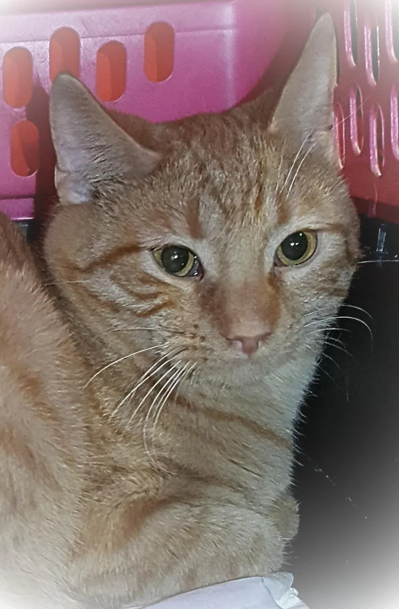 Flameheart thumbnail 2