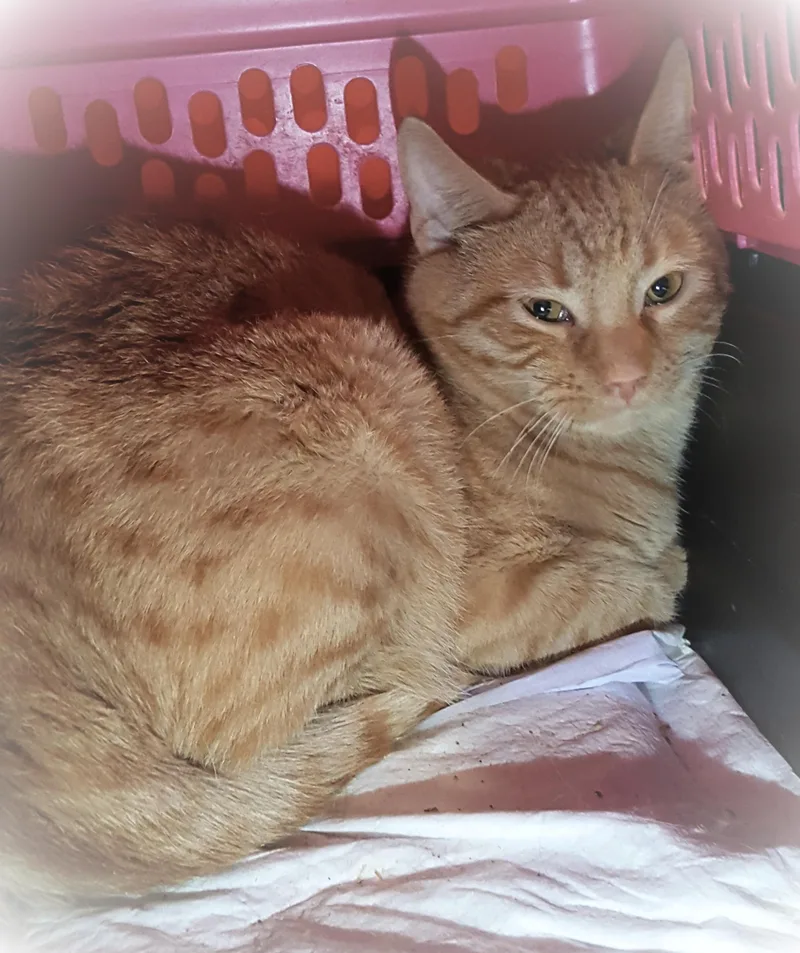 Flameheart thumbnail 3