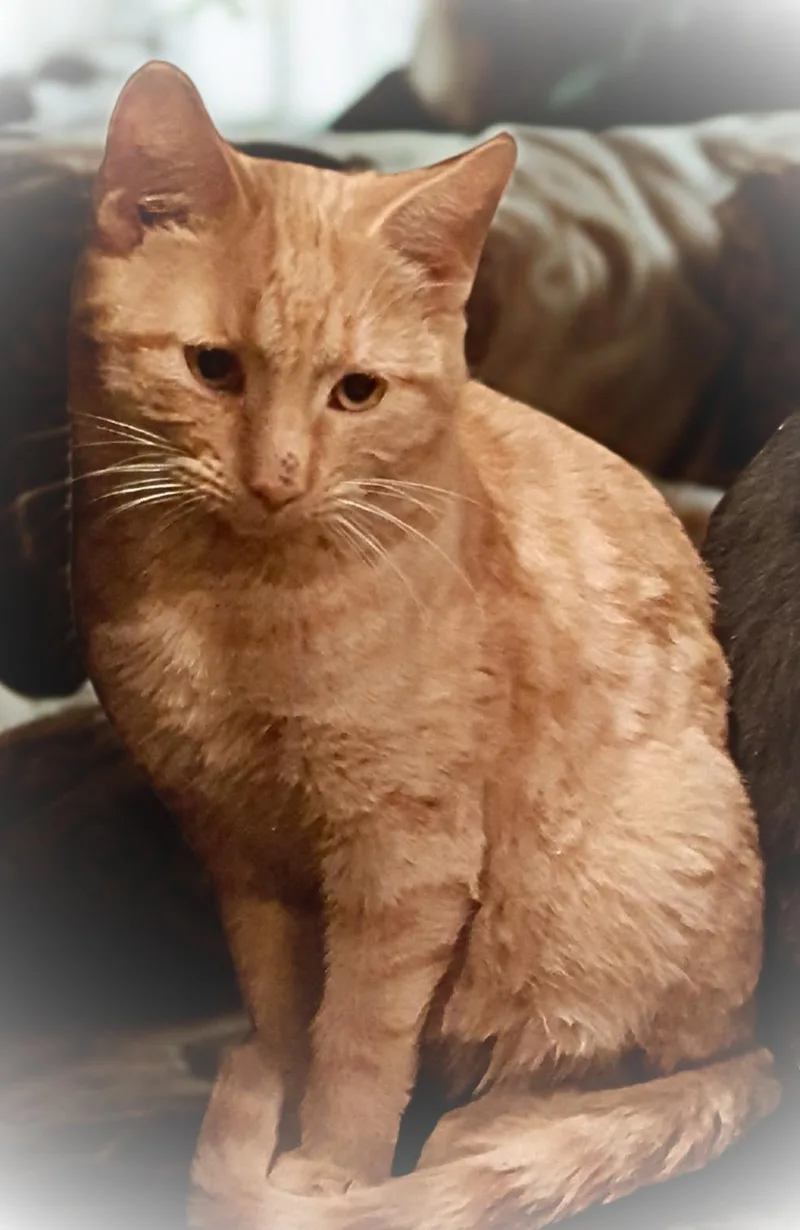 Flameheart thumbnail 4