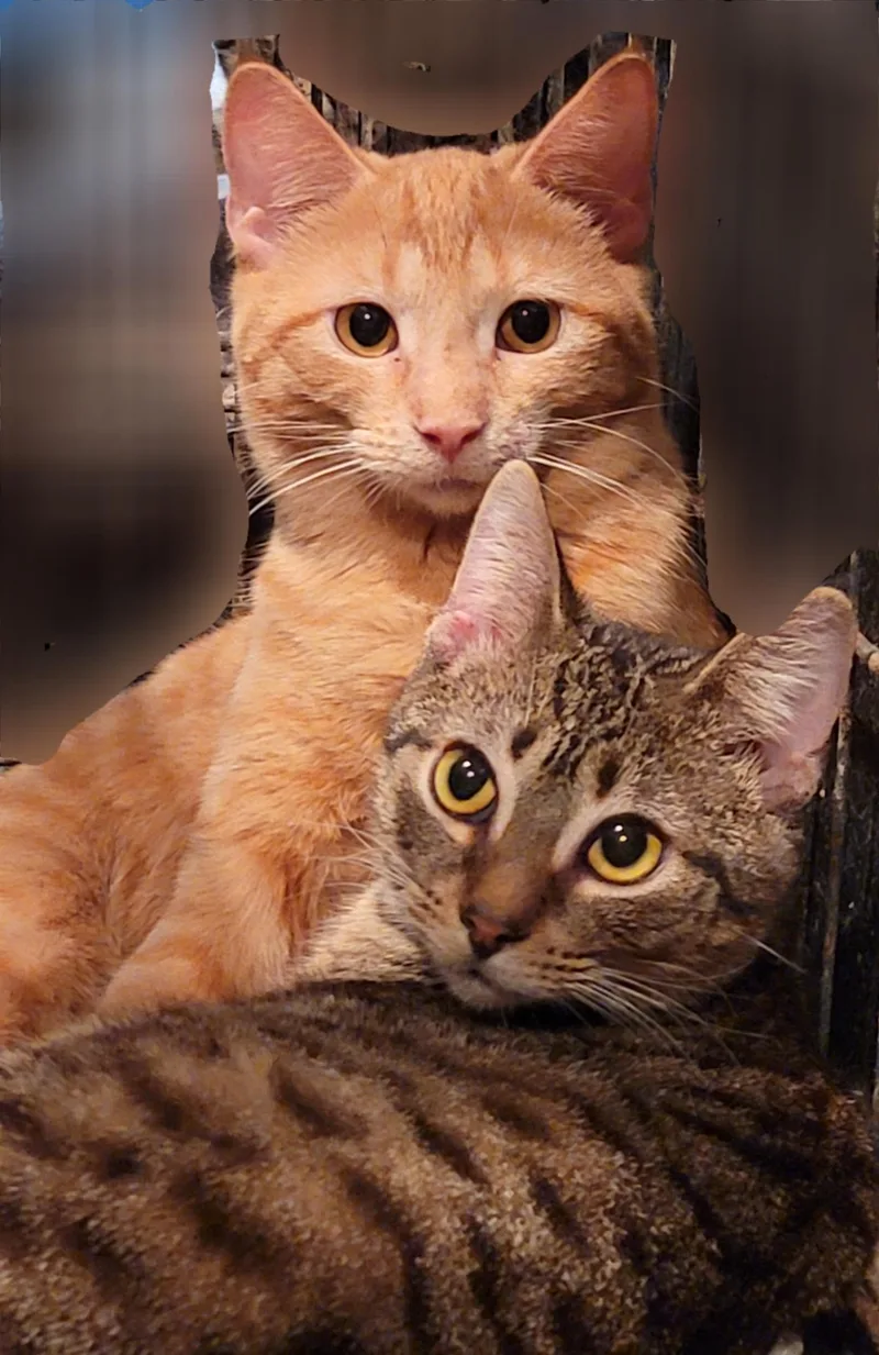 Flameheart thumbnail 5