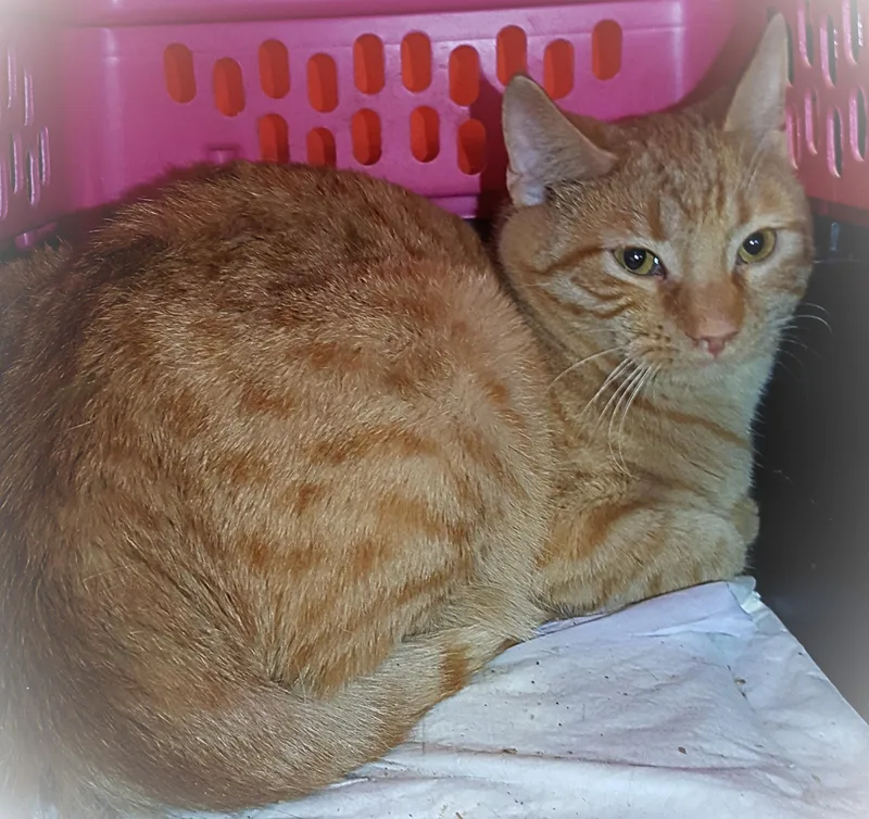 Flameheart thumbnail 6