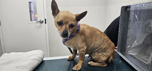 A senior small-sized female Chihuahua dog named Giant for adoption in Garland, TX