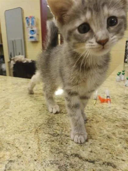 A baby small-sized female Domestic Short Hair cat named Laurie for adoption in Independence, MO