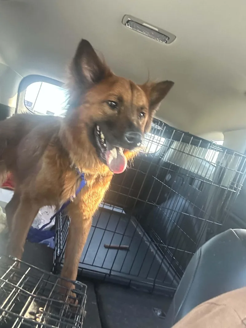 An adult medium-sized male Red / Chestnut / Orange Chow Chow dog named Kirby for adoption in Oklahoma City, OK