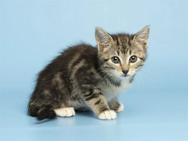 A baby small-sized female Domestic Short Hair cat named Zoomer for adoption in Phoenix, AZ