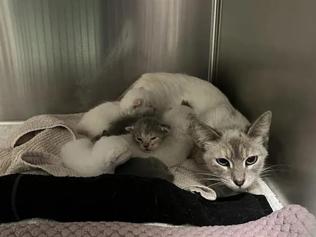 A young small-sized female Siamese cat named Helen for adoption in Tustin, CA