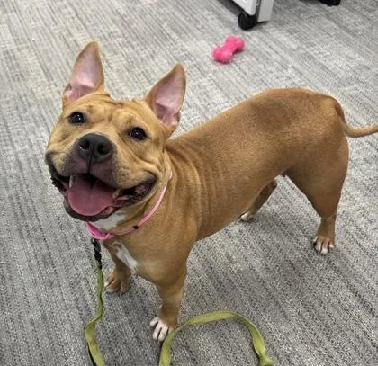 An adult medium-sized female Mixed Breed dog named Sky for adoption in West Chester, PA