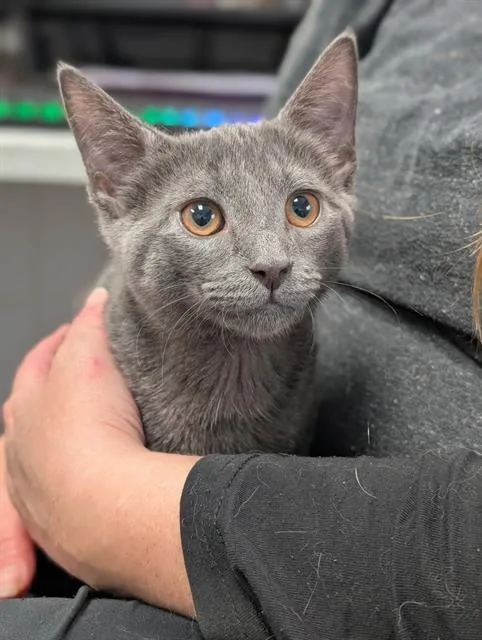 A baby small-sized male Domestic Short Hair cat named Mr. Kiss Kiss for adoption in Canfield, OH