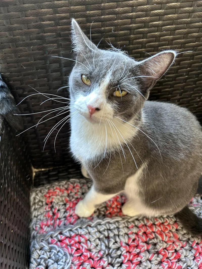 A young medium-sized female Gray & White Domestic Short Hair cat named Valentina for adoption in Grand Rapids, MI
