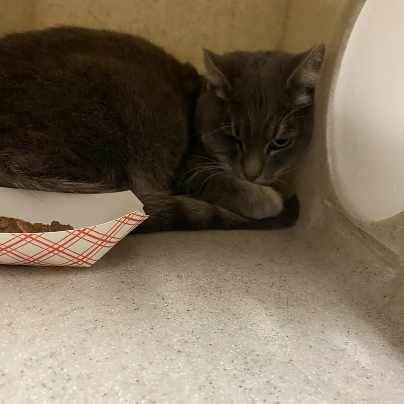 A senior medium-sized female Domestic Short Hair cat named Miss Gray for adoption in Reno, NV