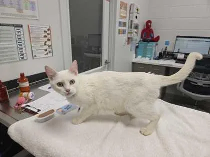 An adult medium-sized female White Domestic Short Hair cat named Jessie for adoption in Kansas City, MO