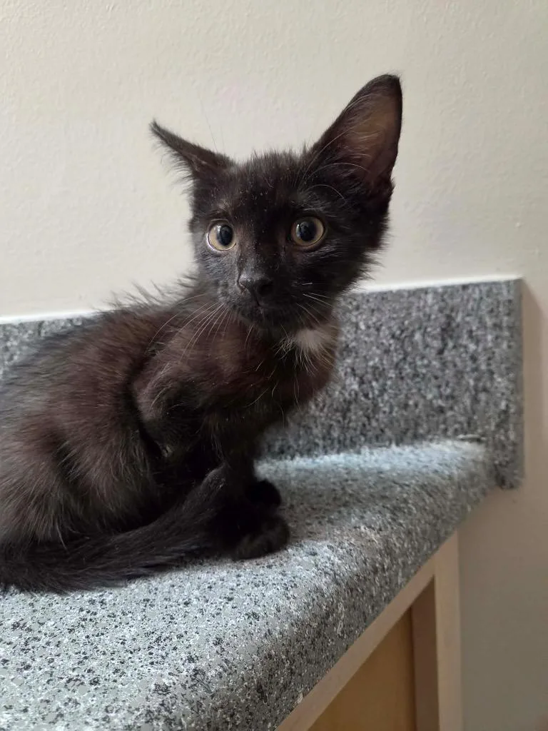 A baby small-sized male Domestic Short Hair cat named Woody for adoption in Newnan, GA