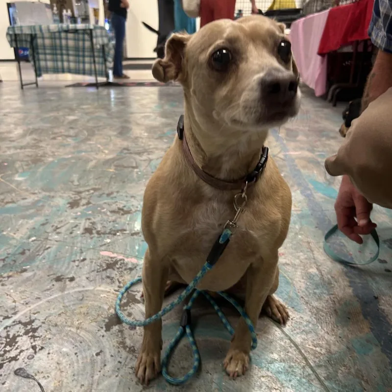 A senior small-sized female Chihuahua dog named Bailey for adoption in Coos Bay, OR