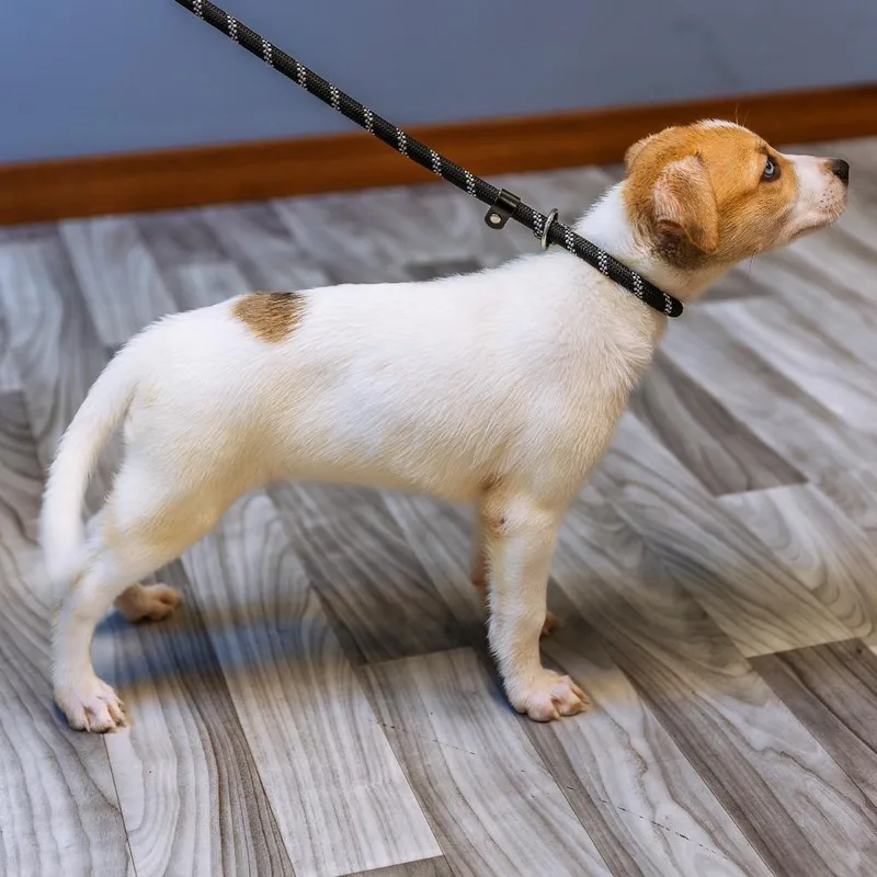A baby small-sized female White / Cream Labrador Retriever dog named Morrie for adoption in Brainerd, MN
