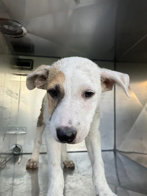 A baby medium-sized male Mixed Breed dog named Pearl for adoption in Dallas, TX