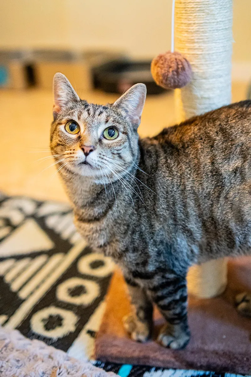 An adult medium-sized female Tabby (Brown / Chocolate) Domestic Short Hair cat named Chickadee for adoption in Dellslow, WV