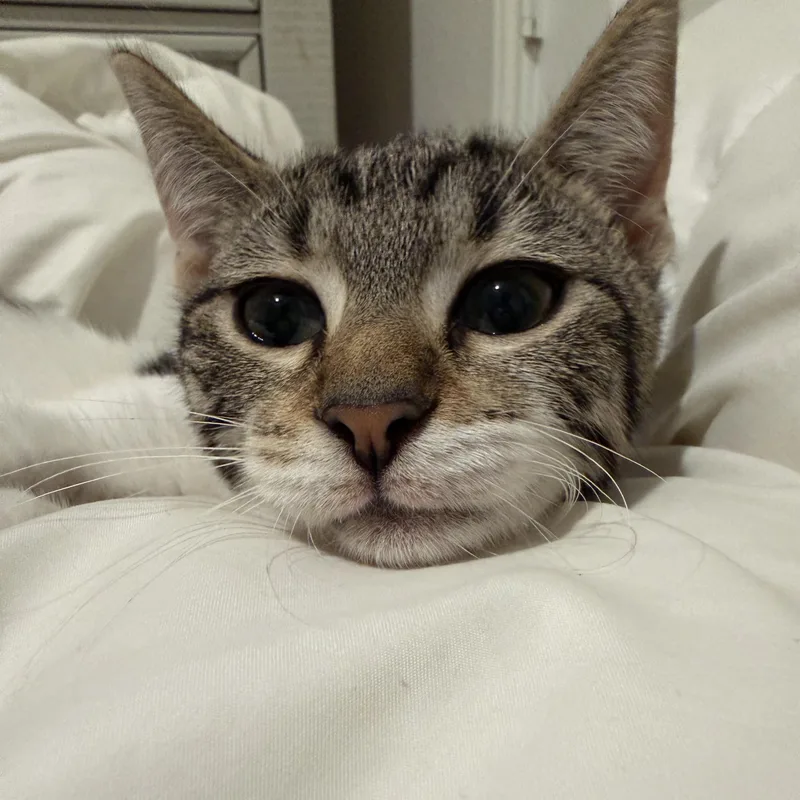 A baby small-sized male Tabby (Gray / Blue / Silver) Domestic Short Hair cat named Bean for adoption in Liverpool, TX