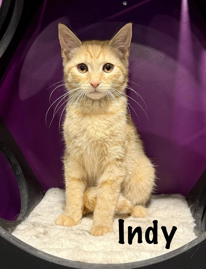 Indy