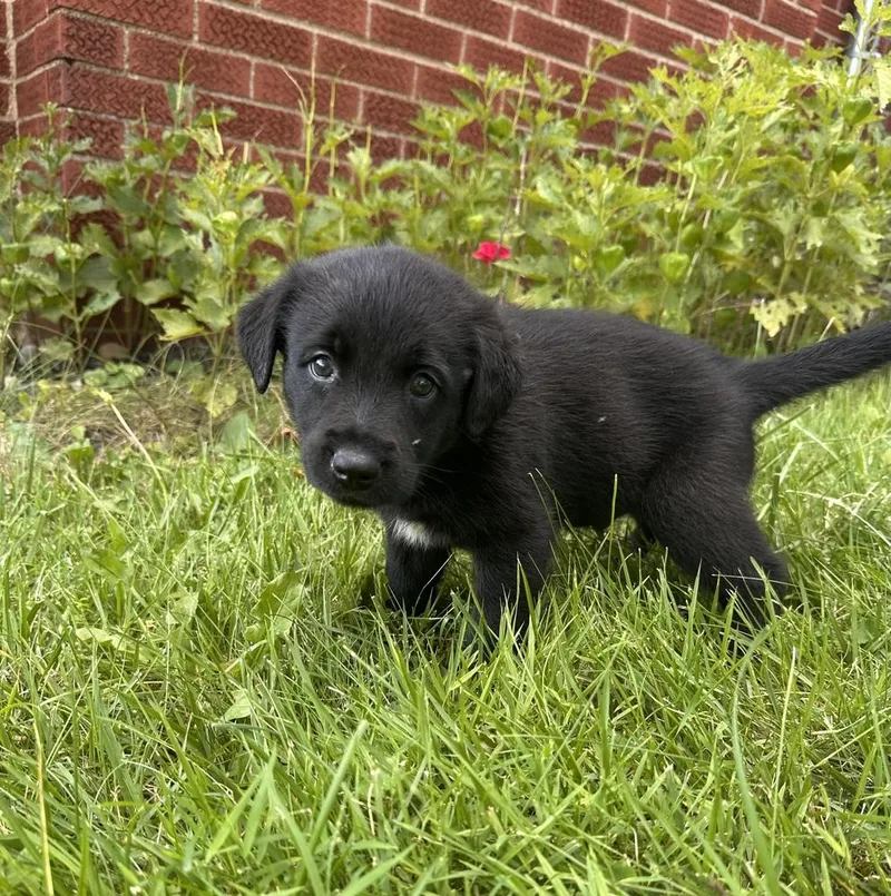 A baby large-sized male Tricolor (Brown, Black, & White) Hound dog named Hotdog for adoption in Irwin, PA