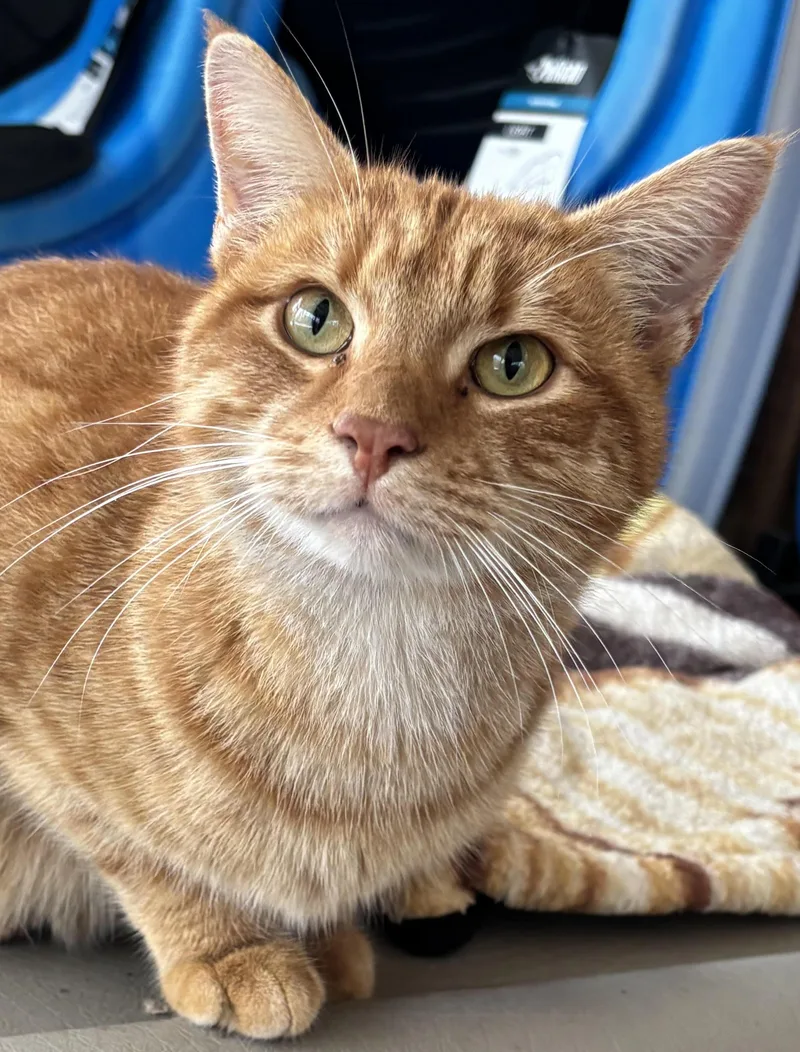 An adult large-sized male Tabby (Orange / Red) Domestic Short Hair cat named Hamster for adoption in Valparaiso, IN