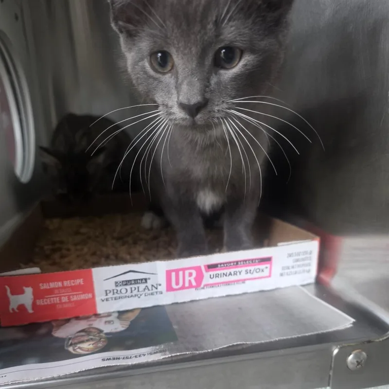 A baby small-sized male Gray / Blue / Silver Domestic Short Hair cat named Lee for adoption in Chattanooga, TN