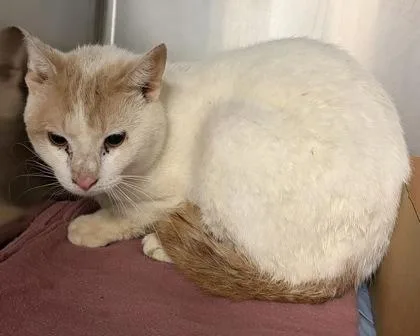 An adult small-sized male Domestic Short Hair cat named Zalyus for adoption in West Chester, PA