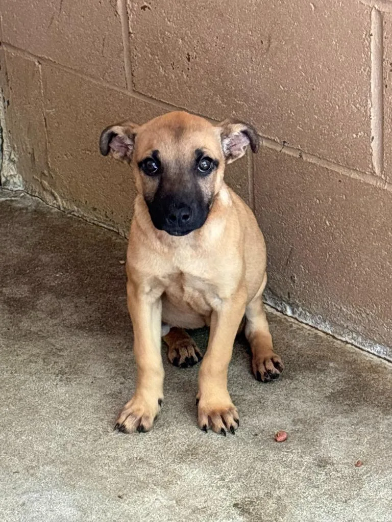 A baby medium-sized female Belgian Shepherd / Malinois dog named Coco for adoption in Swainsboro, GA