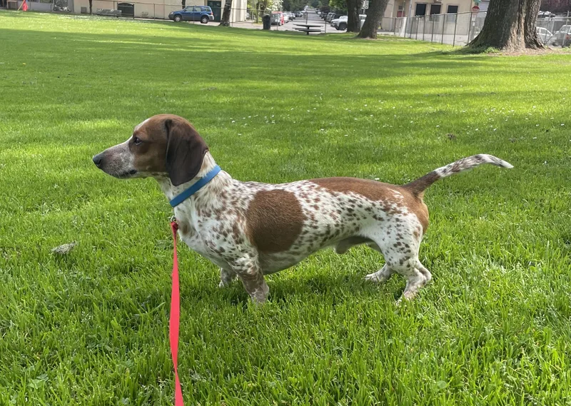 A young small-sized male Dachshund dog named Bubba for adoption in Portland, OR