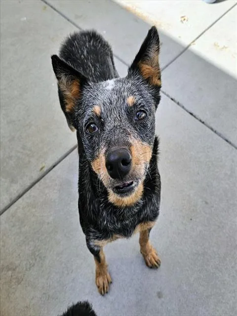 An adult medium-sized female Australian Cattle Dog / Blue Heeler dog named Lily for adoption in Camarillo, CA