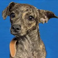 Puddles  URGENT