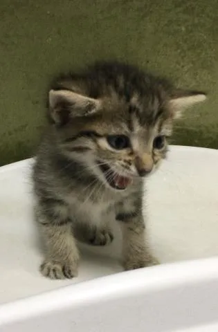 A baby small-sized male Domestic Short Hair cat named Jackjack for adoption in Riverside, CA