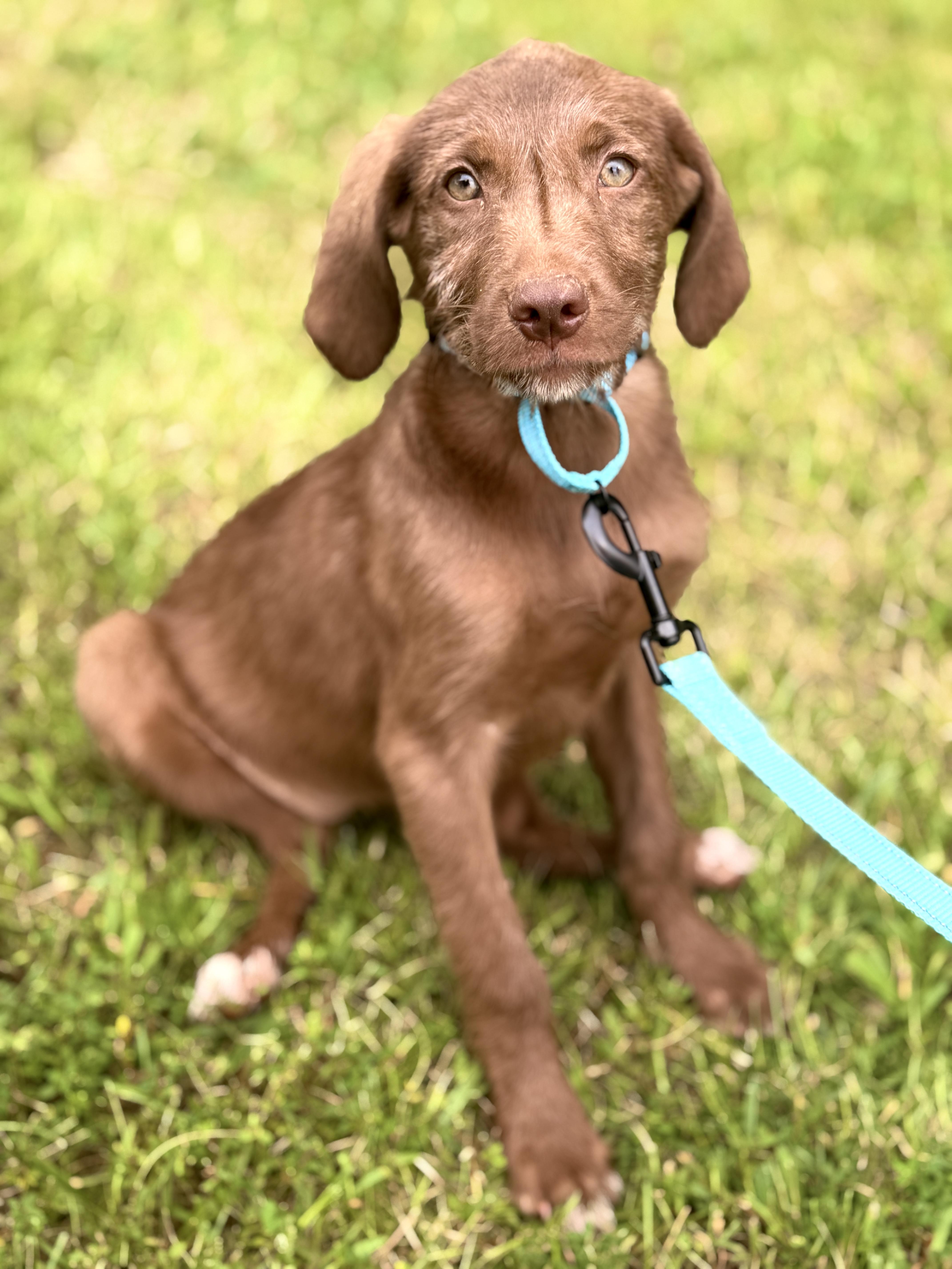 A baby small-sized female Brown / Chocolate Goldendoodle dog named Buttercup for adoption in Gradyville, KY