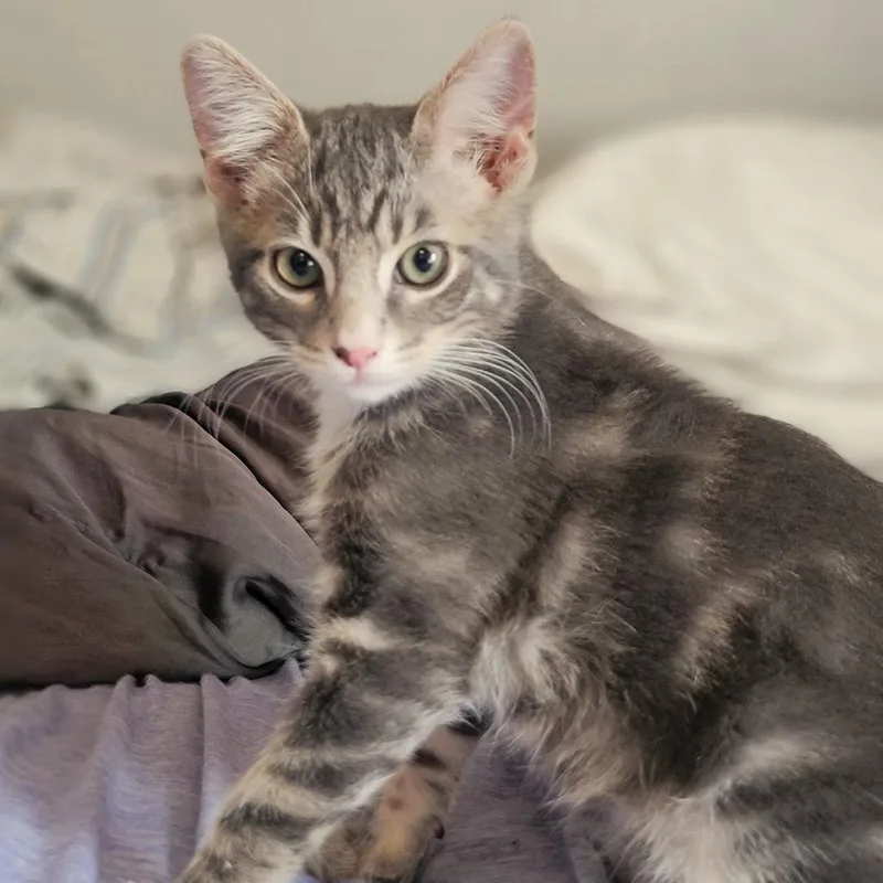 A baby small-sized male Domestic Short Hair cat named Cap'n Crunch for adoption in Washoe Valley, NV