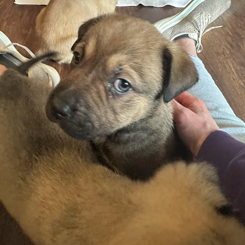 Chandler thumbnail 2