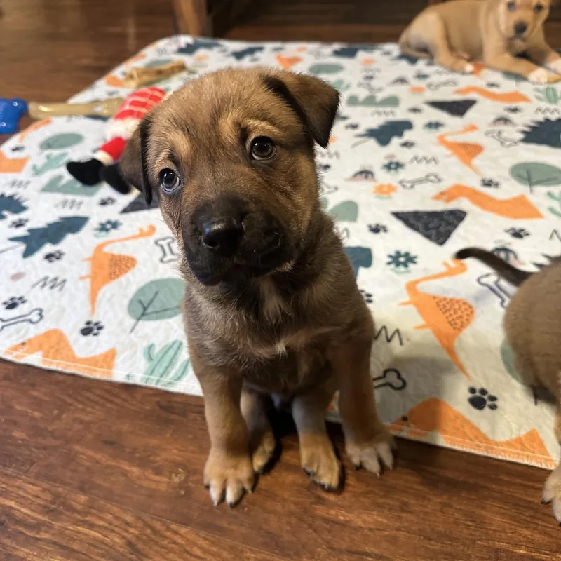 Chandler thumbnail 3